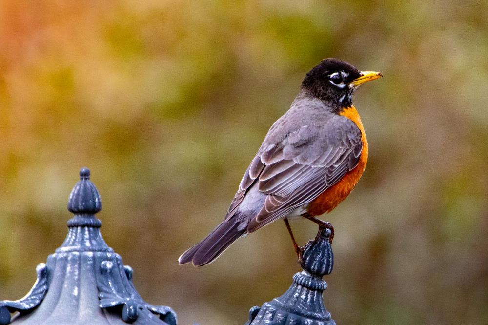American Robin en l'honneur de Lourdes