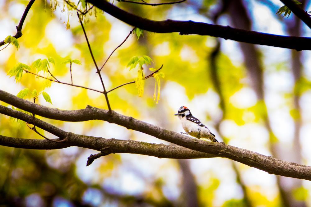 Downy Woodpecker in Spring