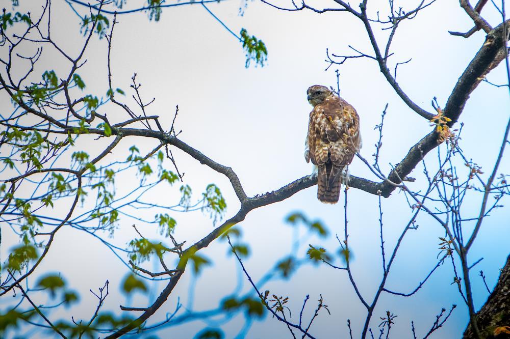 Juvenile Red-tailed Hawk in Spring