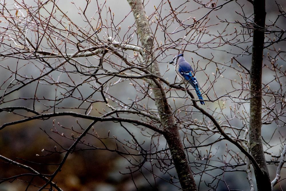 A Bluejay was Just Looking Back at Me