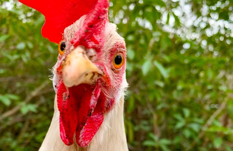 Chick Canned Mugshot
