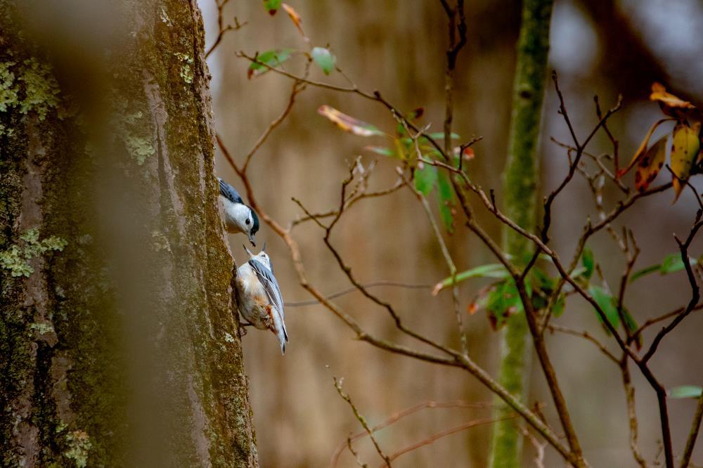 Nuthatch Handoff