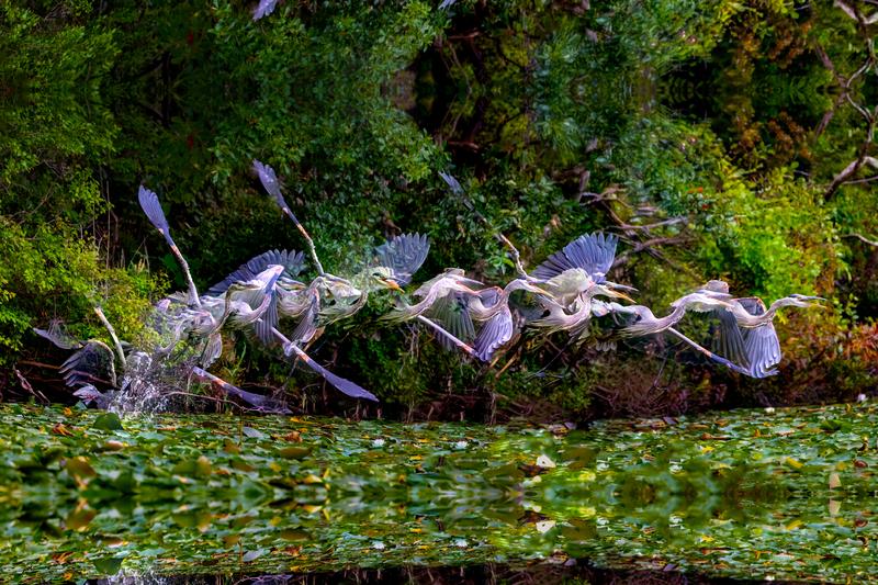 Fourteen Images, Two Seconds, One Bird