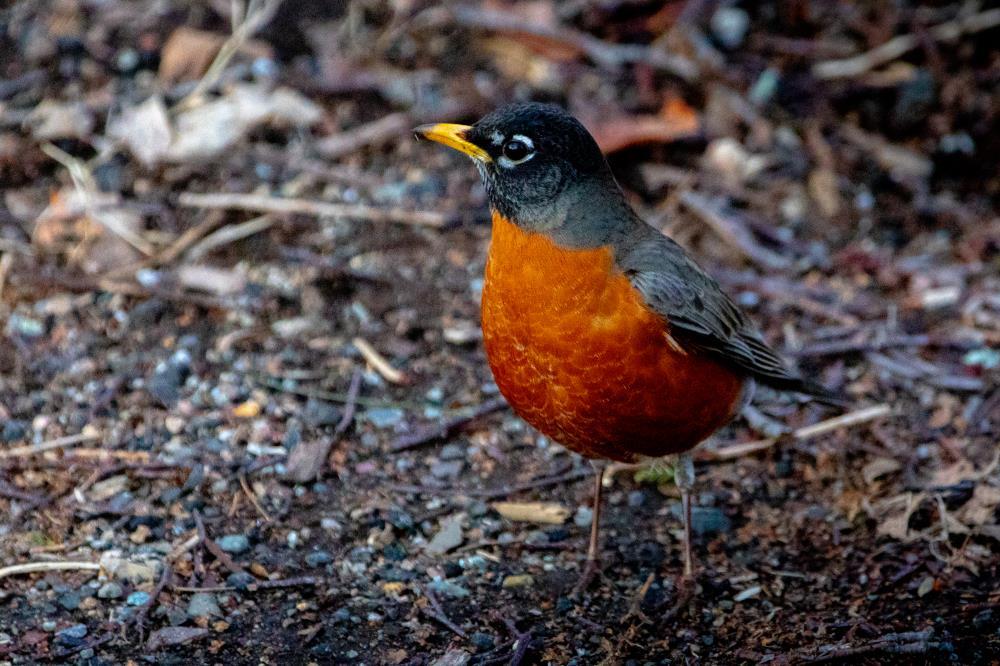 Dee Zki's American Robin
